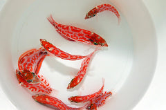 Macropharyngodon choati