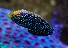 Macropharyngodon cyanoguttatus