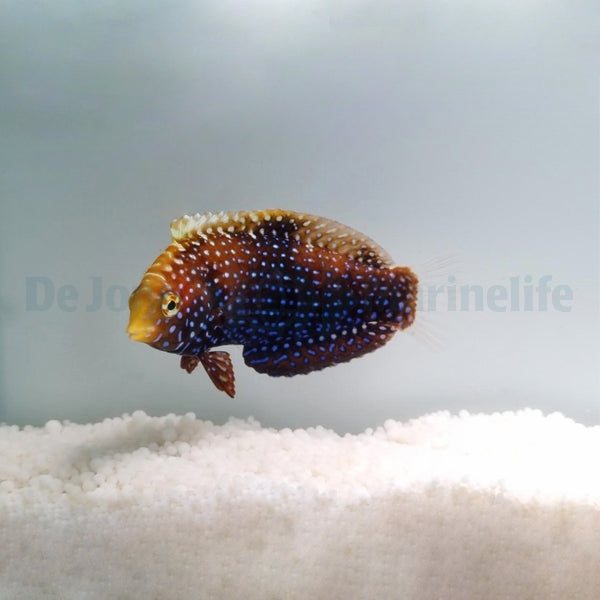 Macropharyngodon cyanoguttatus