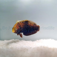 Macropharyngodon cyanoguttatus