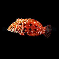 Macropharyngodon lapillus