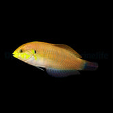 Macropharyngodon moyeri