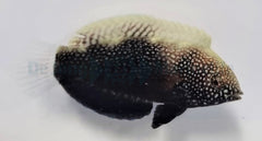 Macropharyngodon negrosensis