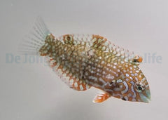 Macropharyngodon ornatus