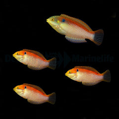 Macropharyngodon vivienae