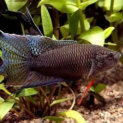 Macropodus spechti Zwarte paradijsvis L