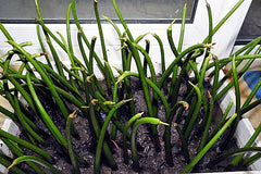 Rhizophora mangle (Seeds in pot)
