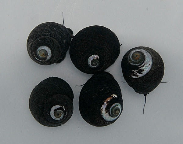 Margarites pupillus