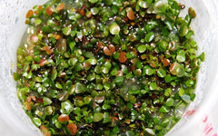 Marsilea quadrifolia in cup 100 ml.