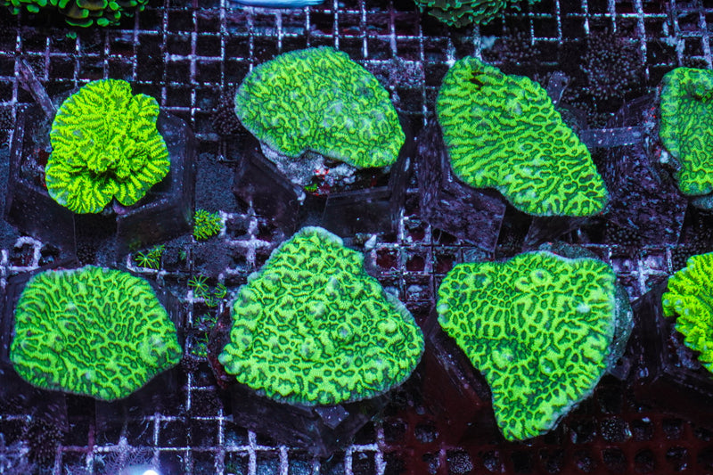 Merulina ampliata (Green)