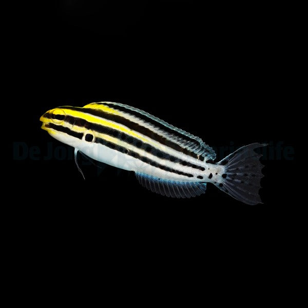 Meiacanthus grammistes