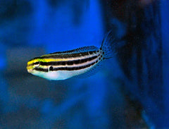 Meiacanthus grammistes - DJM Bred
