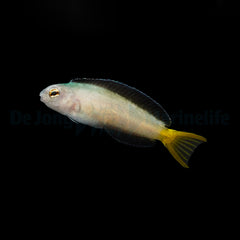 Meiacanthus mossambicus - DJM Bred