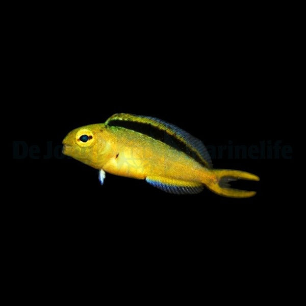 Meiacanthus tongaensis - DJM Bred