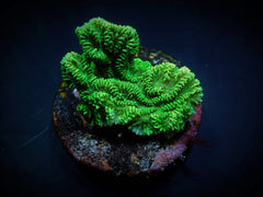 Merulina ampliata (Green) (frag)