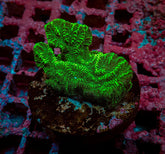 Merulina ampliata (Green) (frag)