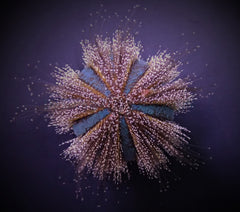 Mespilia globulus (Common)