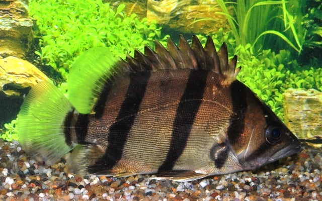 Datnoides microlepis - Tijgerbaars SM