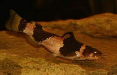 Microglanis iheringi Bijenmeerval SM
