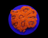 Micromussa amakusensis (frag)