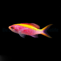 Mirolabrichthys tuka (female)