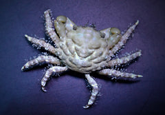 Mithraculus sculptus