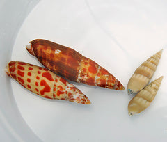 Mitra mitra