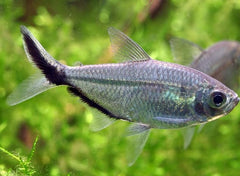 Moenkhausia costae Signaalstreep zalm M