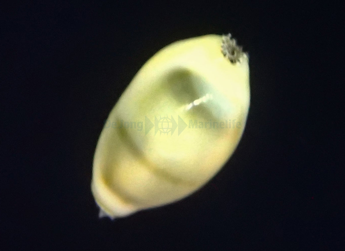 Monetaria moneta