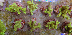 Montipora confusa