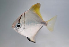 Monodactylus argenteus
