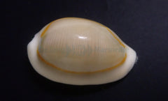 Monetaria annulus