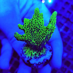 Montipora confusa (frag)