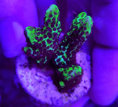 Montipora confusa (frag)
