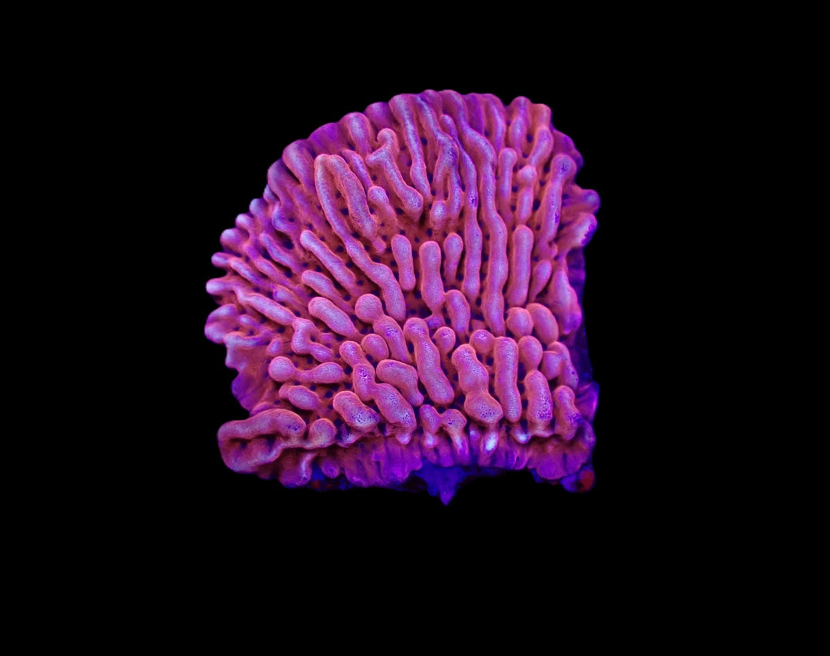 Montipora danae (JF Mean Streak) (frag)