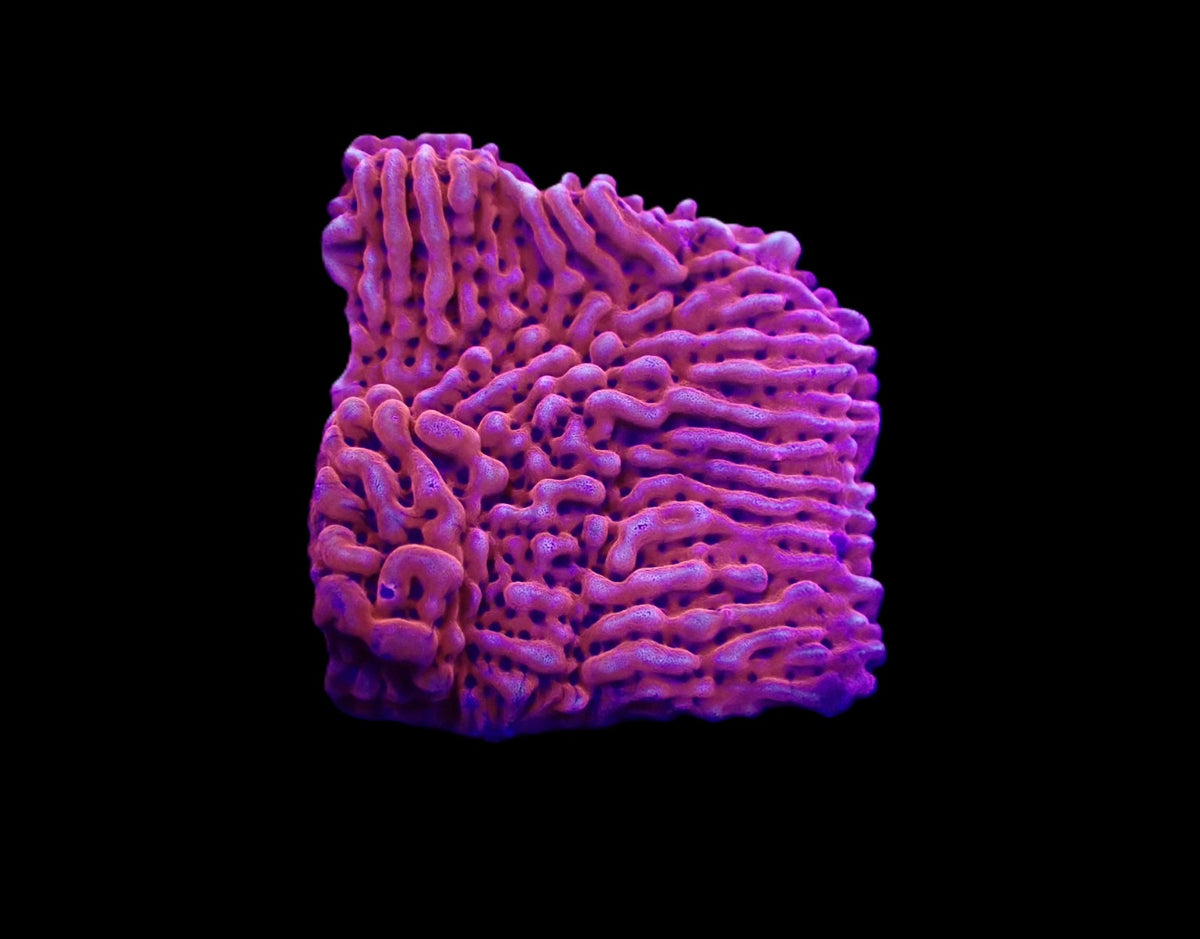 Montipora danae (JF Mean Streak) (frag)