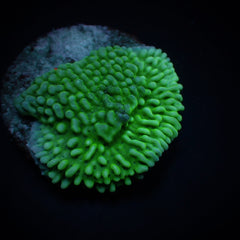 Montipora danae (Premium) (frag)
