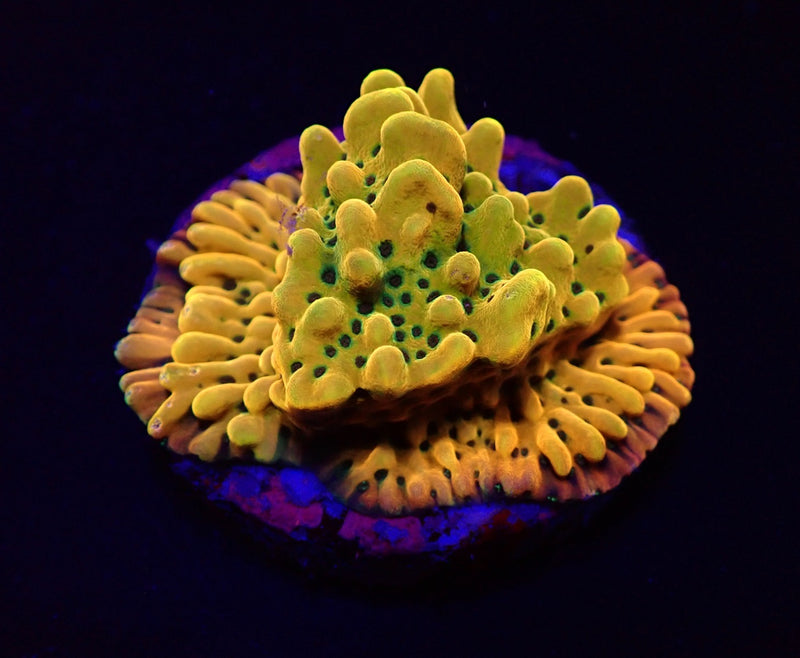 Montipora danae (Ultra) (frag)