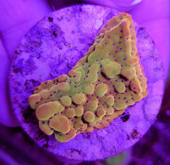 Montipora danae (Ultra) (frag)