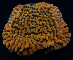 Montipora danae (Ultra) (frag)