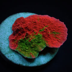Montipora foliosa (Grafted) (frag)