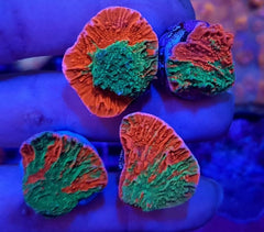 Montipora foliosa (Grafted) (frag)
