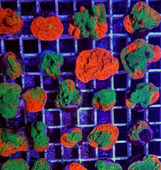 Montipora foliosa (Grafted) (frag)