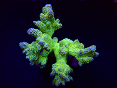 Montipora malampaya