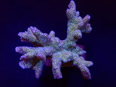 Montipora malampaya