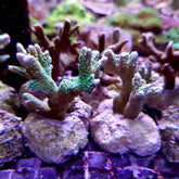 Montipora malampaya (frag)