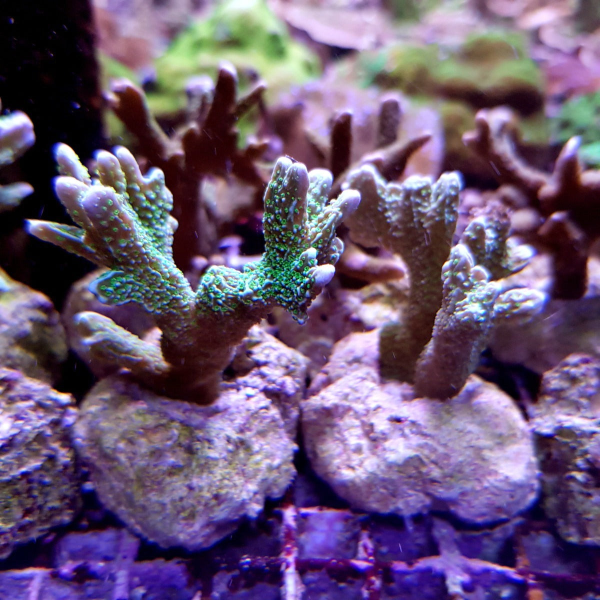 Montipora malampaya (frag)