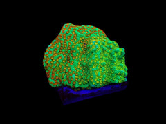 Montipora spp. (Fruity Pebbles) (frag)