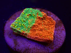 Montipora spp. (WWC Sunfire Grafted) (frag)