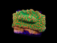 Montipora spp. (Phoenix Evolution) (frag)